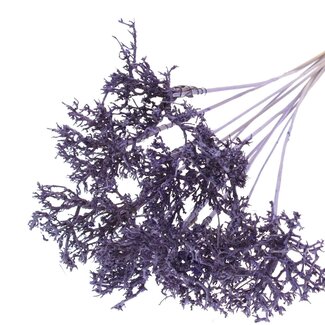 QC Dry Tree on stick | Colour: Milka-coloured | Dry Tree Insert Stick | Insert stick length ± 50 centimetres | 10 insert sticks per bunch