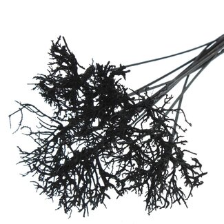 QC Dry Tree on stick | Colour: Black | Dry Tree Stick | Stick length ± 50 centimetres | 10 sticks per bunch