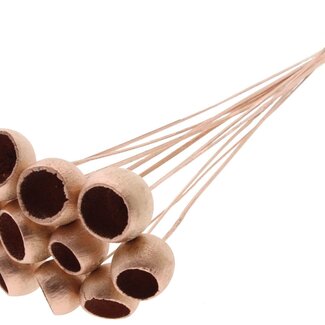 QC Dried Bellgums | Colour: Copper | Bell Cup Stick | Length ± 50 centimetres | 10 sticks per bunch