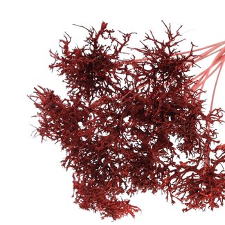 QC Dry Tree on stick | Colour: Coral | Dry Tree Stick | Stick length ± 50 centimetres | 10 sticks per bunch