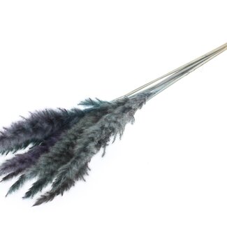 QC Dried Fluffy Pampas Plumes | Colour: Light Blue | Length ± 70 centimetres | 10 plumes per bunch | Per bunch