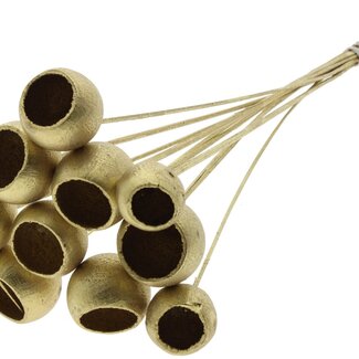 QC Dried Bellgums | Colour: Gold | Bell Cup Stick | Length ± 50 centimetres | 10 sticks per bunch