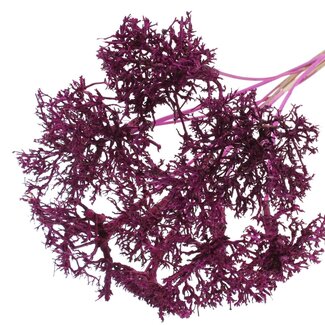 QC Dry Tree on stick | Colour: Lilac | Dry Tree Stick | Stick length ± 50 centimetres | 10 sticks per bunch