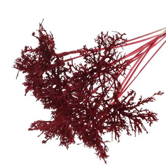 QC Dry Tree on stick | Colour: Red | Dry Tree Stick | Stick length ± 50 centimetres | 10 sticks per bunch