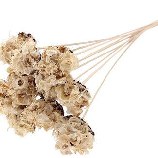 QC Curled Bleached Cotton Pod on stem | Colour: White Brown | Curly Pod Stem Pick | Length ± 50 centimeter | 10 stem picks per bunch