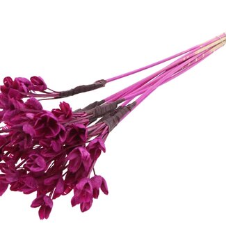 QC Bowls on Stick | Colour: Lilac | Beech Nut Seed Pod Pick | Length ± 50 centimetres | 10 picks per bunch