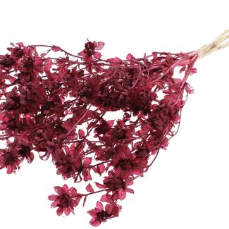 QC Dried Bleached Carthamus | Colour: Bordeaux Red | Safflower or Bidens Dried Flowers | Length ± 70 centimetres | Per bunch