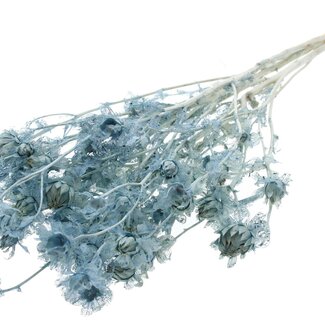 QC Dried Bleached Carthamus | Colour: Frosted Light Blue | Safflower or Bidens Dried Flowers | Length ± 70 centimetres | Per bunch