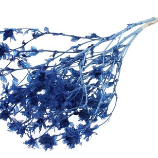 QC Dried Bleached Carthamus | Colour: Blue | Safflower or Bidens Dried Flowers | Length ± 70 centimetres | Per bunch