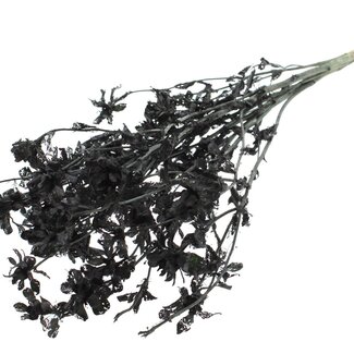 QC Dried Bleached Carthamus | Colour: Black | Safflower or Bidens Dried Flowers | Length ± 70 centimetres | Per bunch