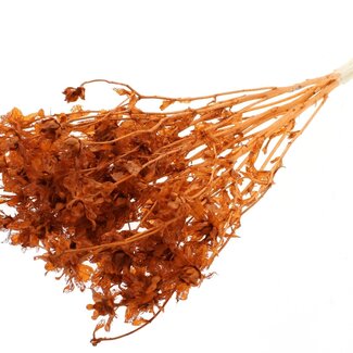 QC Dried Bleached Carthamus | Colour: Terracotta | Safflower or Bidens Dried Flowers | Length ± 70 centimetres | Per bunch