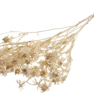 QC Dried Bleached Carthamus | Colour: Frosted White | Safflower or Bidens Dried Flowers | Length ± 70 centimetres | Per bunch