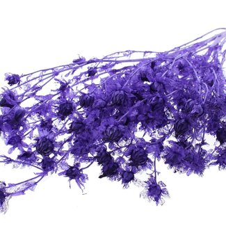 QC Dried Bleached Carthamus | Colour: Purple | Safflower or Bidens Dried Flowers | Length ± 70 centimetres | Per bunch