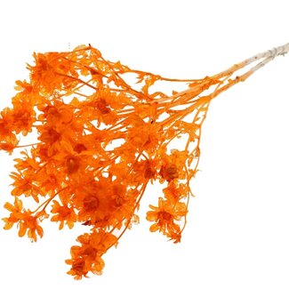 QC Dried Bleached Carthamus | Colour: Orange | Safflower or Bidens Dried Flowers | Length ± 70 centimetres | Per bunch