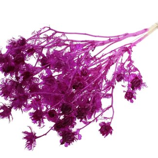 QC Dried Bleached Carthamus | Colour: Lilac | Safflower or Bidens Dried Flowers | Length ± 70 centimetres | Per bunch
