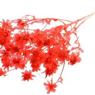 QC Dried Bleached Carthamus | Colour: Coral | Safflower or Bidens Dried Flowers | Length ± 70 centimetres | Per bunch