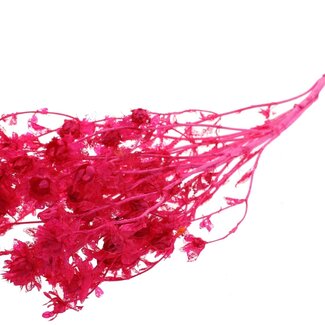 QC Dried Bleached Carthamus | Colour: Cherry-Coloured | Safflower or Bidens Dried Flowers | Length ± 70 centimetres | Per bunch