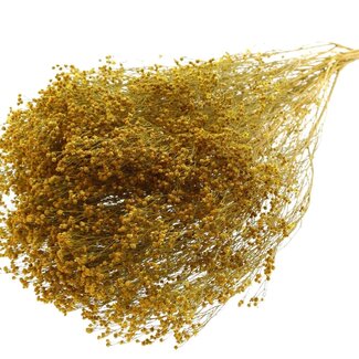 QC Dried Broom Bloom | Colour: Yellow | Broom Dried Flowers | Length ± 50 centimetres | Weight 100 grams | Per bunch