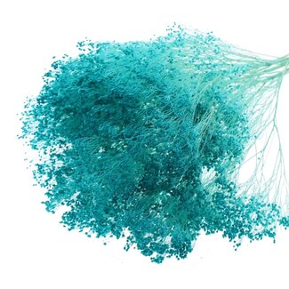 QC Gebleichte Getrocknete Broom Bloom | Farbe: Türkis | Ginster Trockenblumen | Länge ± 50 Zentimeter | Gewicht 100 Gramm | Pro Bund