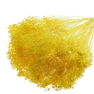 QC Bleached Dried Broom Bloom | Colour: Yellow | Broom Dried Flowers | Length ± 50 centimetres | Weight 100 grams | Per bunch