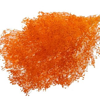 QC Bleached Dried Broom Bloom | Colour: Orange | Broom Dried Flowers | Length ± 50 centimetres | Weight 100 grams | Per bunch