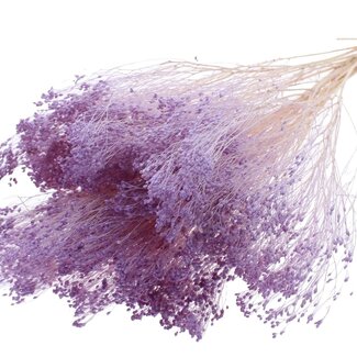 QC Bleached Dried Broom Bloom | Colour: Milka Purple | Broom Dried Flowers | Length ± 50 centimetres | Weight 100 grams | Per bunch