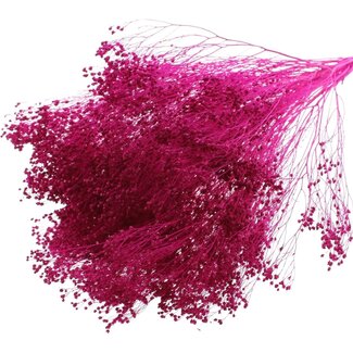 QC Bleached Dried Broom Bloom | Colour: Lilac | Broom Dried Flowers | Length ± 50 centimetres | Weight 100 grams | Per bunch