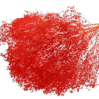 QC Bleached Dried Broom Bloom | Colour: Coral | Broom Dried Flowers | Length ± 50 centimetres | Weight 100 grams | Per bunch