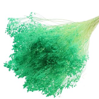 QC Bleached Dried Broom Bloom | Colour: Light Green | Broom Dried Flowers | Length ± 50 centimetres | Weight 100 grams | Per bunch