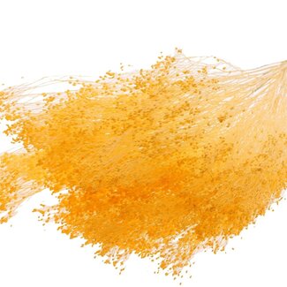 QC Bleached Dried Broom Bloom | Colour: Apricot | Broom Dried Flowers | Length ± 50 centimetres | Weight 100 grams | Per bunch