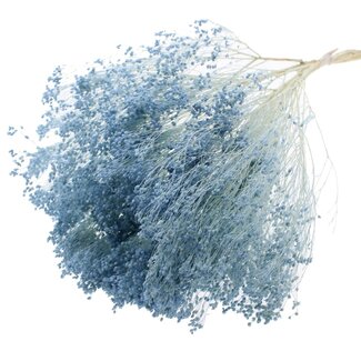 QC Bleached Dried Broom Bloom | Colour: Light Blue | Broom Dried Flowers | Length ± 50 centimetres | Weight 100 grams | Per bunch