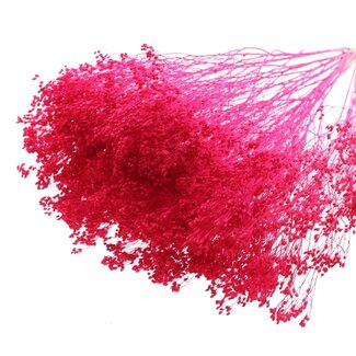 QC Bleached Dried Broom Bloom | Colour: Cherry-coloured | Broom Dried Flowers | Length ± 50 centimetres | Weight 100 grams | Per bunch