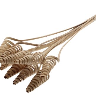 QC Palm Spiral on Stem | Colour: Natural Light Brown | Cane Cone Stake | Stake Length ± 50 centimetres | Per 10 stakes