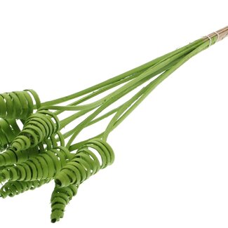 QC Palm Spiral on Stem | Colour: Light Green | Cane Cone Plant Stake | Stake Length ± 50 centimetres | Per 10 stakes