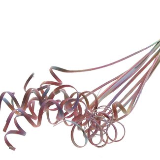 QC Palmspirale auf Stiel | Farbe: Gradient Rosa | Cane Cone Stecker | Länge Stecker ± 50 Zentimeter | Pro 10 Stecker