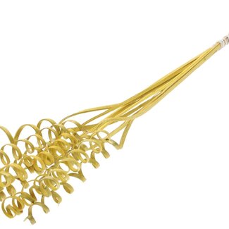 QC Palm Spiral on Stem | Colour: Metallic Yellow | Cane Cone Plant Stake | Stake Length ± 50 centimetres | Per 10 stakes