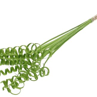 QC Palm Spiral on Stem | Colour: Light Green | Cane Cone Plant Stake | Stake Length ± 50 centimetres | Per 10 stakes