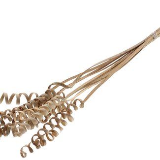 QC Palm Spiral on Stem | Colour: Natural Light Brown | Cane Cone Plant Stake | Stake Length ± 50 centimetres | Per 10 stakes