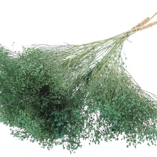 QC Dried Broom Bloom | Colour: Frosted Mint Green | Broom Dried Flowers | Length ± 50 centimetres | Weight 100 grams | Per bunch
