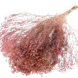 QC Getrocknete Broom Bloom | Farbe: Frosted Rosa | Besenginster Trockenblumen | Länge ± 50 Zentimeter | Gewicht 100 Gramm | Pro Bund