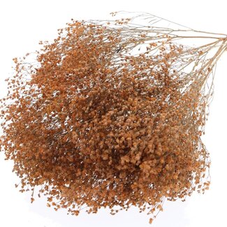 QC Dried Broom Bloom | Colour: Frosted Salmon | Broom Dried Flowers | Length ± 50 centimetres | Weight 100 grams | Per bunch