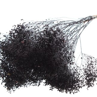 QC Getrocknete Broom Bloom | Farbe: Schwarz | Ginster Trockenblumen | Länge ± 50 Zentimeter | Gewicht 100 Gramm | Pro Bund