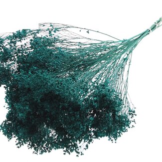 QC Dried Broom Bloom | Colour: Turquoise | Broom Dried Flowers | Length ± 50 centimetres | Weight 100 grams | Per bunch