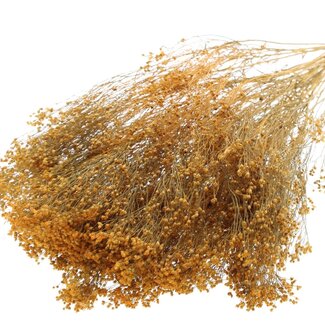 QC Getrocknete Broom Bloom | Farbe: Aprikosenfarben | Besenginster Trockenblumen | Länge ± 50 Zentimeter | Gewicht 100 Gramm | Pro Bund