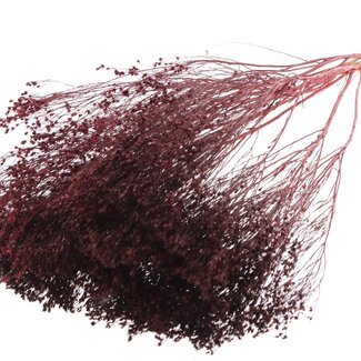 QC Dried Broom Bloom | Colour: Bordeaux Red | Broom Dried Flowers | Length ± 50 centimetres | Weight 100 grams | Per bunch