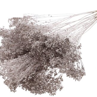 QC Getrocknete Broom Bloom | Farbe: Champagnerfarben | Besenginster Trockenblumen | Länge ± 50 Zentimeter | Gewicht 100 Gramm | Pro Bund