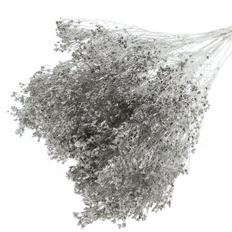 QC Getrocknete Broom Bloom | Farbe: Platinfarben | Ginster Trockenblumen | Länge ± 50 Zentimeter | Gewicht 100 Gramm | Pro Bund