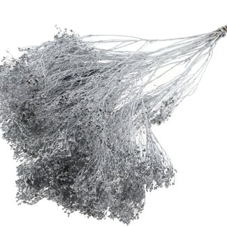 QC Dried Broom Bloom | Colour: Silver | Broom Dried Flowers | Length ± 50 centimetres | Weight 100 grams | Per bunch