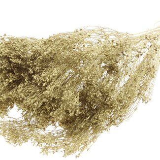 QC Dried Broom Bloom | Colour: Gold | Broom Dried Flowers | Length ± 50 centimetres | Weight 100 grams | Per bunch