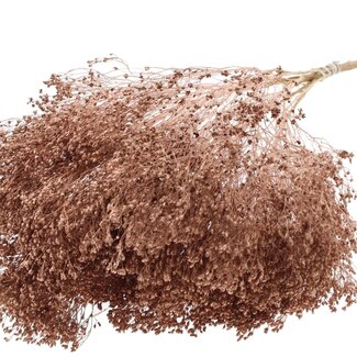 QC Dried Broom Bloom | Colour: Copper | Broom Dried Flowers | Length ± 50 centimetres | Weight 100 grams | Per bunch